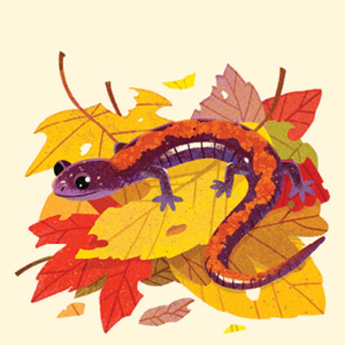 Animals of the National Parks Travel Match