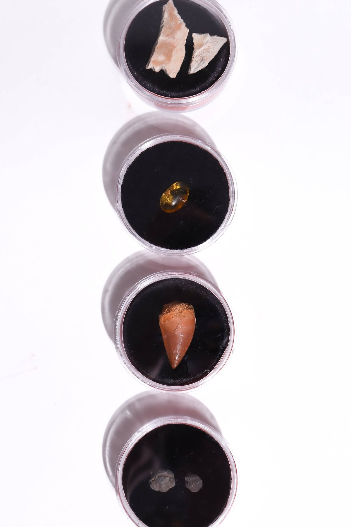 Fossil Blind Bag display: several small round jars with fossil fragments on black velvet lids arranged vertically.