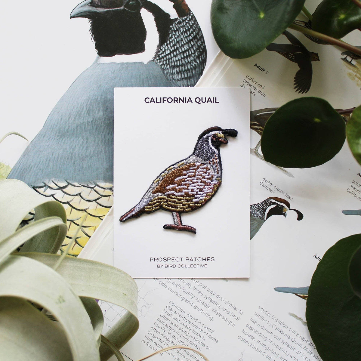 California Quail Patch
