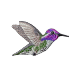Costa's Hummingbird Patch