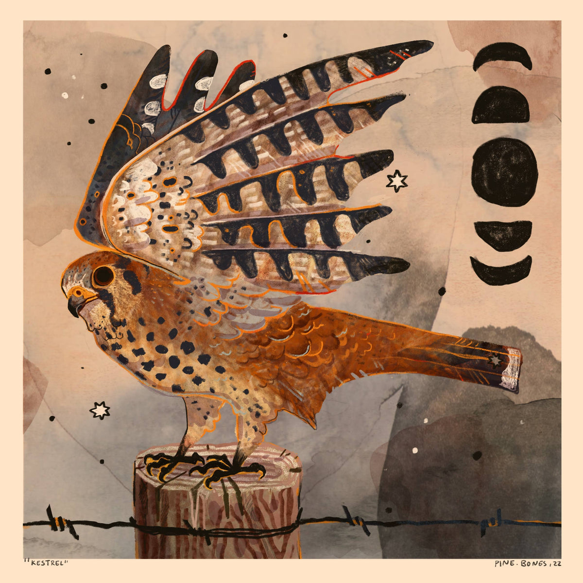 Kestrel - 8x8 Nature Wilderness Art Print 