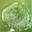 Leaf Green