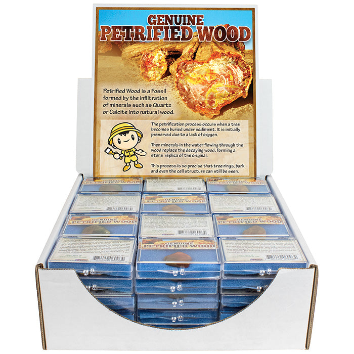 Genuine Petrified Wood Nugget Box